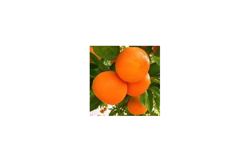 Mandarina Clemenvilla 5 kg