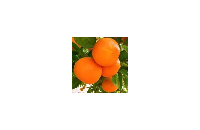 Mandarina Clemenvilla 10 kg BABY