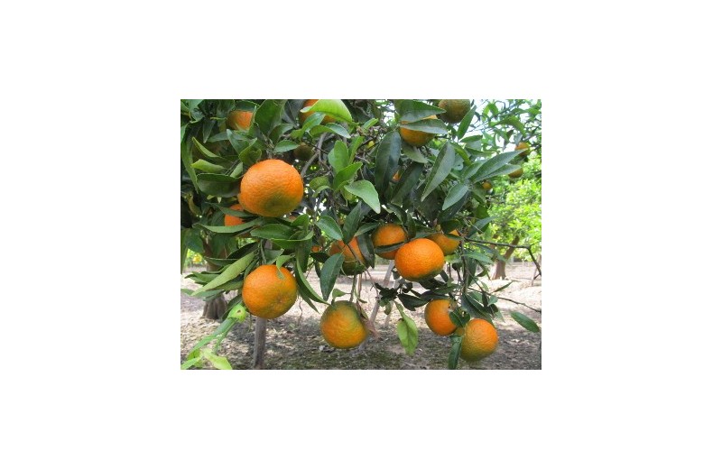 Mandarina Oronules caja 10 kg