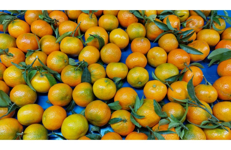 Mandarinas Oronules Online – Caja de 15 kg Directas del Agricultor