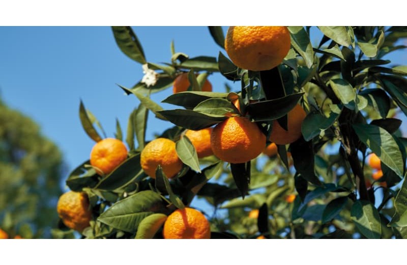 Mandarinas Oronules Online – Caja de 5 kg Directas del Agricultor