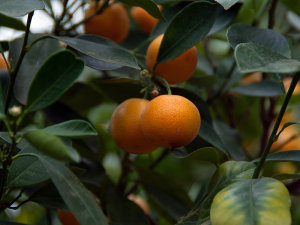 Mandarinas Oronules: La primera...