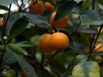  Mandarinas Oronules: La primera...