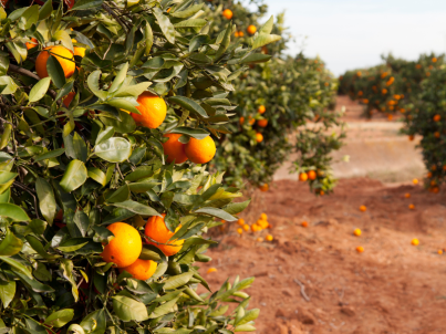  ¿Cuándo se recogen las naranjas de...
