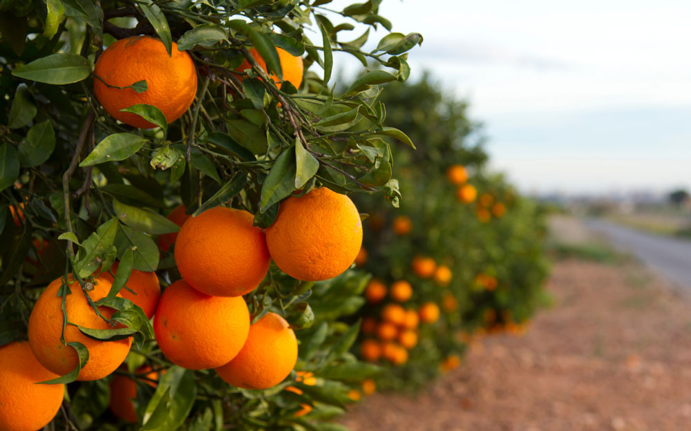 campo de naranjas