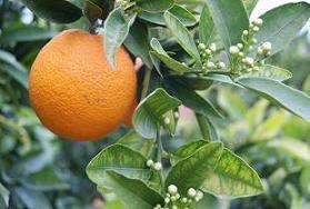 naranjas senent